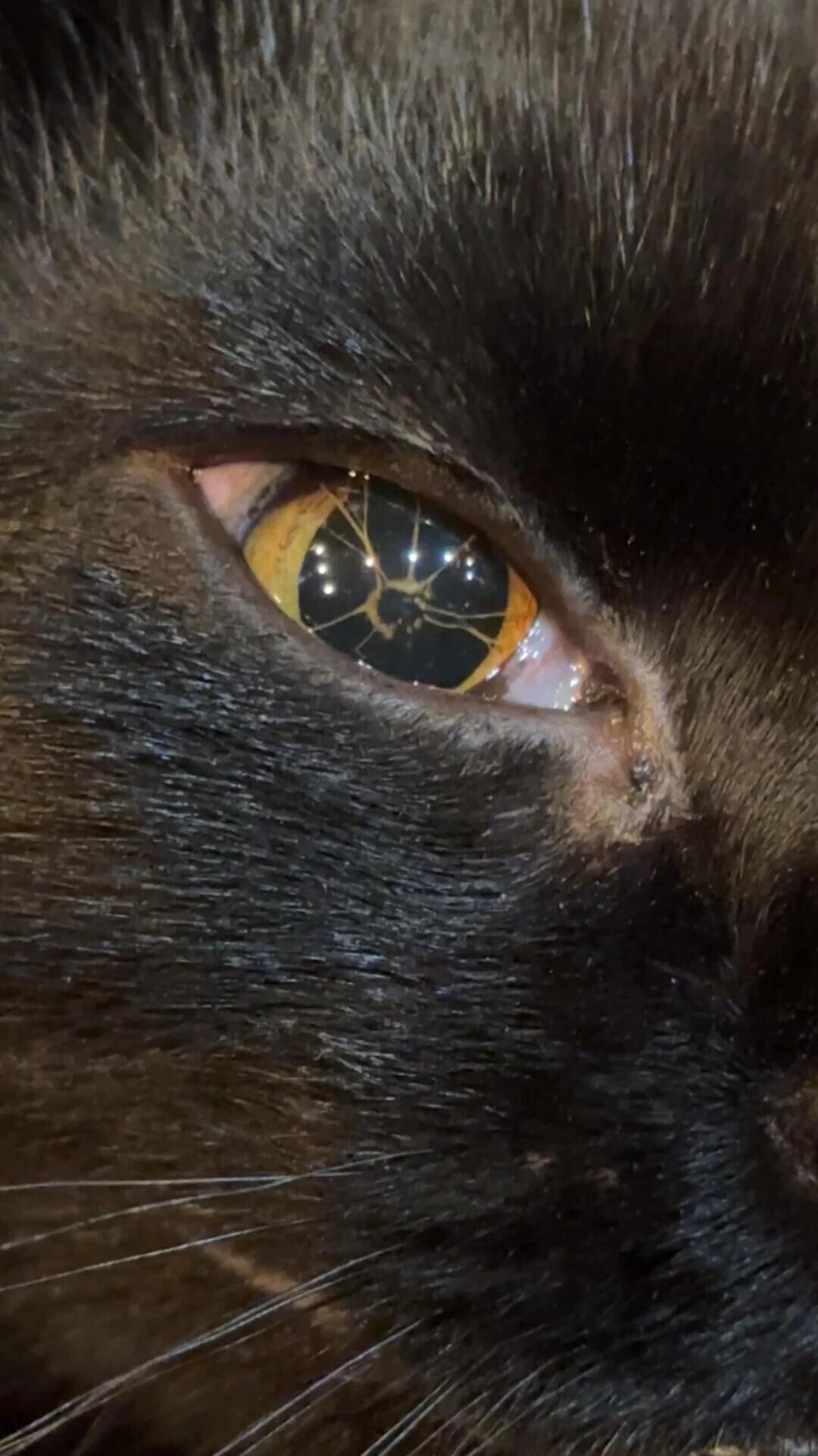 Uncomfortable Pics of Things We'd Rather Not Run Into