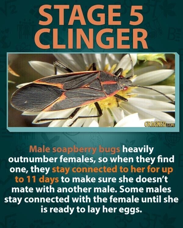 STAGE 5 BE CLINGER GRACKED COM Male soapberry bugs heavily outnumber females, so when they find one, they stay connected to her for up to 11 days to make sure she doesn't mate with another male. Some males stay connected with the female until she is ready to lay her eggs.