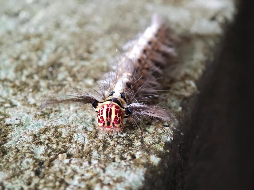 Uncomfortable Pics of Things We'd Rather Not Run Into