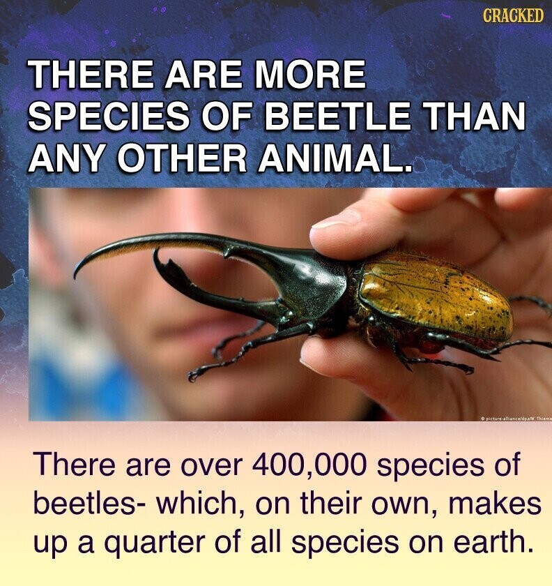 CRACKED THERE ARE MORE SPECIES OF BEETLE THAN ANY OTHER ANIMAL. picture-alliancerdpa/W Thiem There are over 400,000 species of beetles- which, on their own, makes up a quarter of all species on earth.