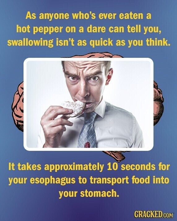 As anyone who's ever eaten a hot pepper on a dare can tell you, swallowing isn't as quick as you think. It takes approximately 10 seconds for your esophagus to transport food into your stomach. CRACKED.COM