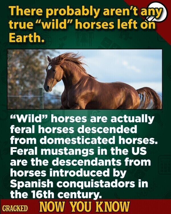 There probably aren't any true wild horses left on Earth. Wild horses are actually feral horses descended from domesticated horses. Feral mustangs in the US are the descendants from horses introduced by Spanish conquistadors in the 16th century. CRACKED NOW YOU KNOW