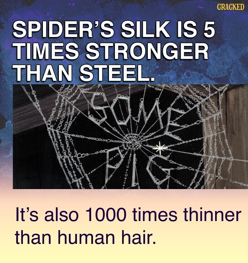 CRACKED SPIDER'S SILK IS 5 TIMES STRONGER THAN STEEL. It's also 1000 times thinner than human hair.
