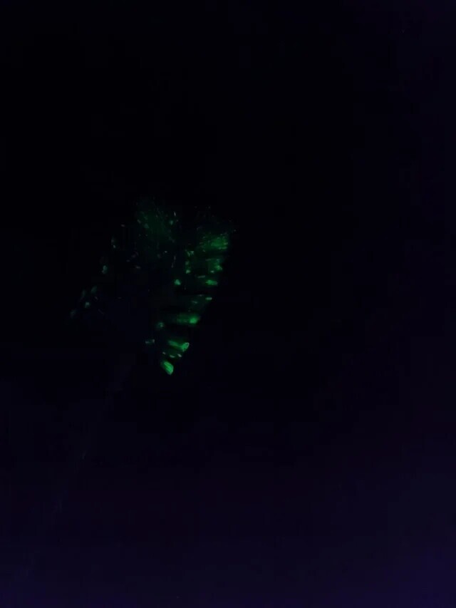 Uncomfortable Pics of Things We'd Rather Not Run Into