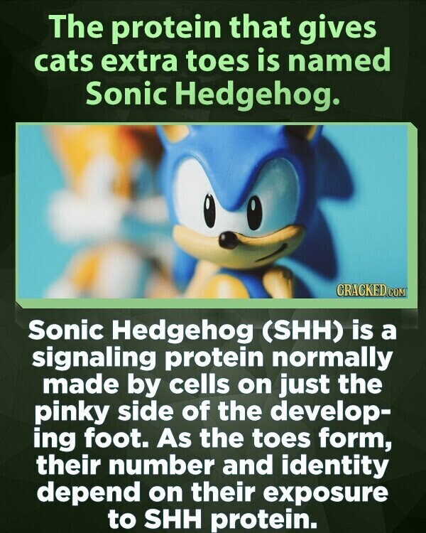 The protein that gives cats extra toes is named Sonic Hedgehog. CRACKED COM Sonic Hedgehog (SHH) is a signaling protein normally made by cells on just the pinky side of the develop- ing foot. As the toes form, their number and identity depend on their exposure to SHH protein.