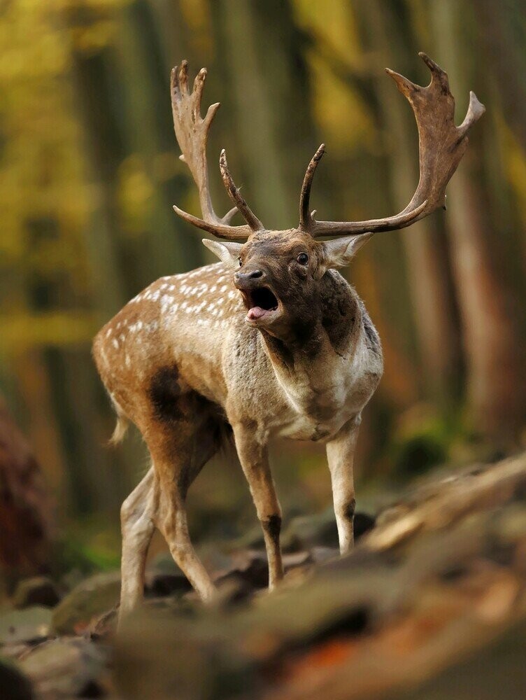 Roasting 12 Innocent Woodland Creatures Into Oblivion