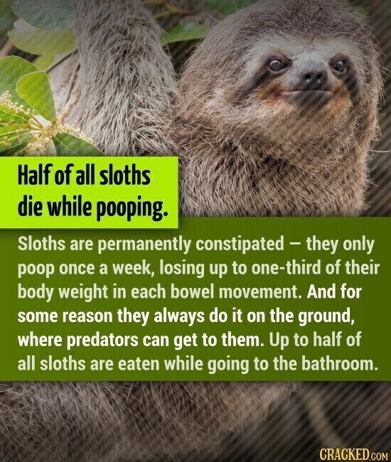 Half of all sloths die while pooping. Sloths are permanently constipated - they only poop once a week, losing up to one-third of their body weight in each bowel movement. And for some reason they always do it on the ground, where predators can get to them. Up to half of all sloths are eaten while going to the bathroom. CRACKED.COM