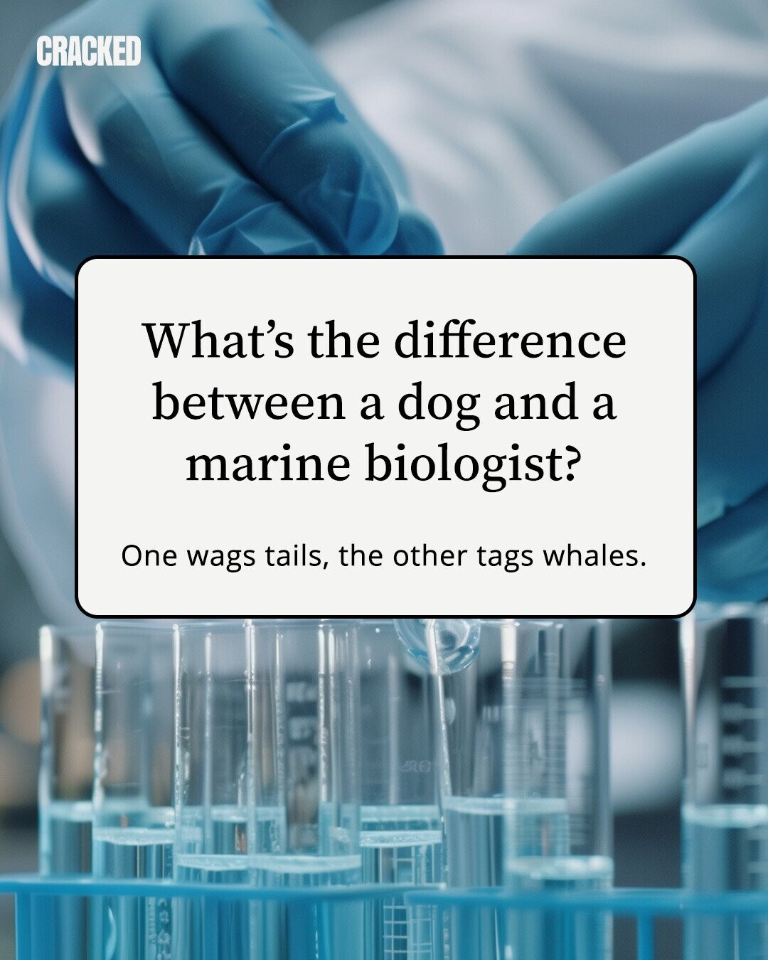 CRACKED What's the difference between a dog and a marine biologist? One wags tails, the other tags whales. 