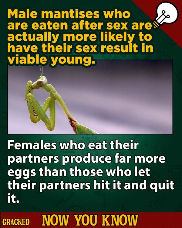 Male mantises who are eaten after sex are actually more likely to have their sex result in viable young. Females who eat their partners produce far more eggs than those who let their partners hit it and quit it. CRACKED NOW YOU KNOW