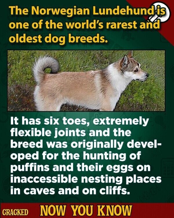 The Norwegian Lundehund is one of the world's rarest and oldest dog breeds. It has six toes, extremely flexible joints and the breed was originally devel- oped for the hunting of puffins and their eggs on inaccessible nesting places in caves and on cliffs. CRACKED NOW YOU KNOW