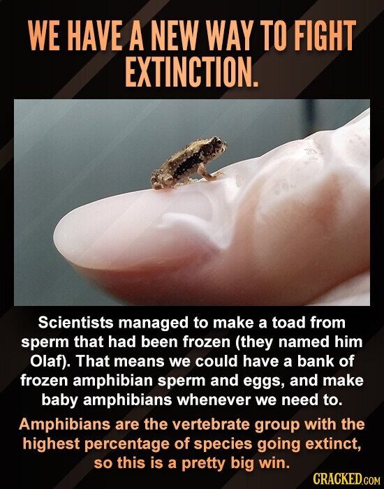 WE HAVE A NEW WAY TO FIGHT EXTINCTION. Scientists managed to make a toad from sperm that had been frozen (they named him Olaf). That means we could have a bank of frozen amphibian sperm and eggs, and make baby amphibians whenever we need to. Amphibians are the vertebrate group with the highest percentage of species going extinct, so this is a pretty big win. CRACKED.COM