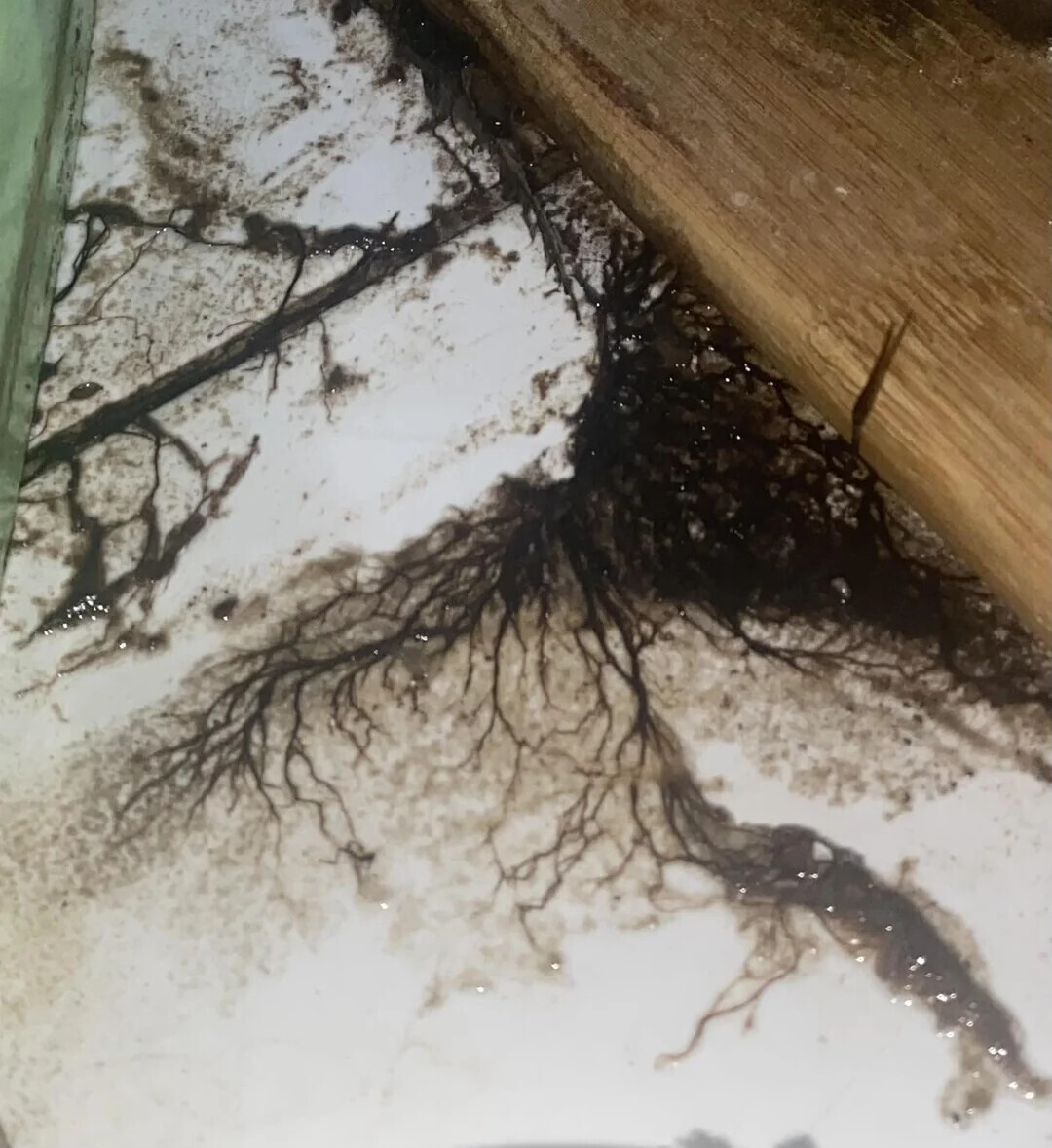 Uncomfortable Pics of Things We'd Rather Not Run Into