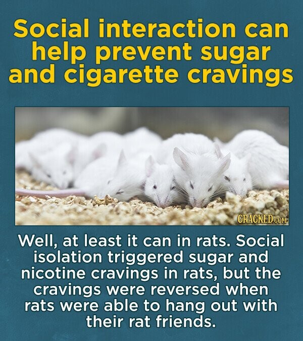 Social interaction can help prevent sugar and cigarette cravings CRACKEDCO Well, at least it can in rats. Social isolation triggered sugar and nicotine cravings in rats, but the cravings were reversed when rats were able to hang out with their rat friends.