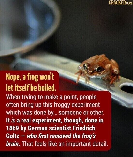 CRACKED.COM Nope, a frog won't let itself be boiled. When trying to make a point, people often bring up this froggy experiment which was done by... someone or other. It is a real experiment, though, done in 1869 by German scientist Friedrich Goltz - who first removed the frog's brain. That feels like an important detail.