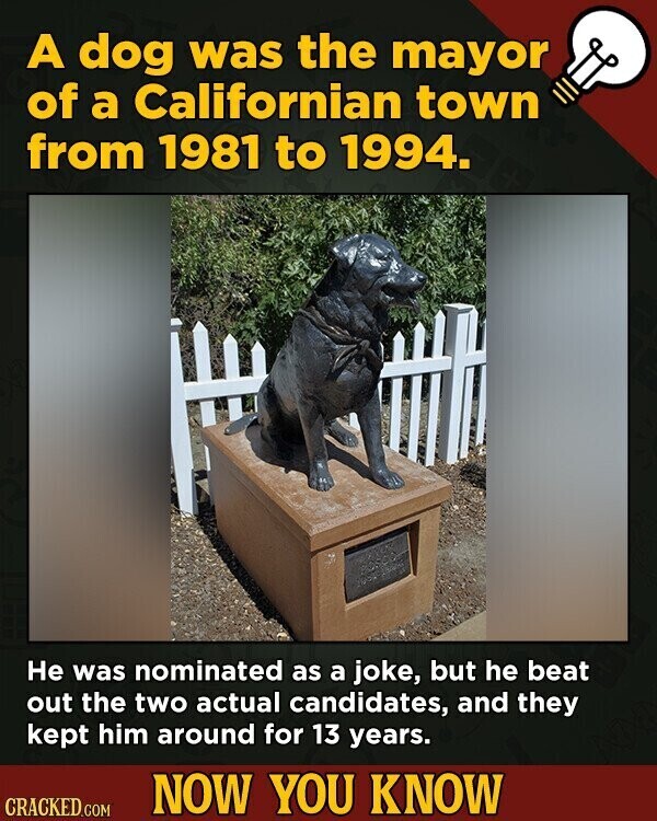 A dog was the mayor of a Californian town from 1981 to 1994. Не was nominated as a joke, but he beat out the two actual candidates, and they kept him around for 13 years. NOW YOU KNOW CRACKED.COM