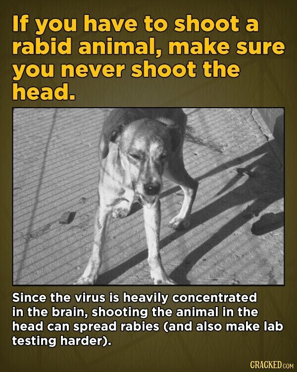 If you have to shoot a rabid animal, make sure you never shoot the head. Since the virus is heavily concentrated in the brain, shooting the animal in the head can spread rabies (and also make lab testing harder). CRACKED.COM