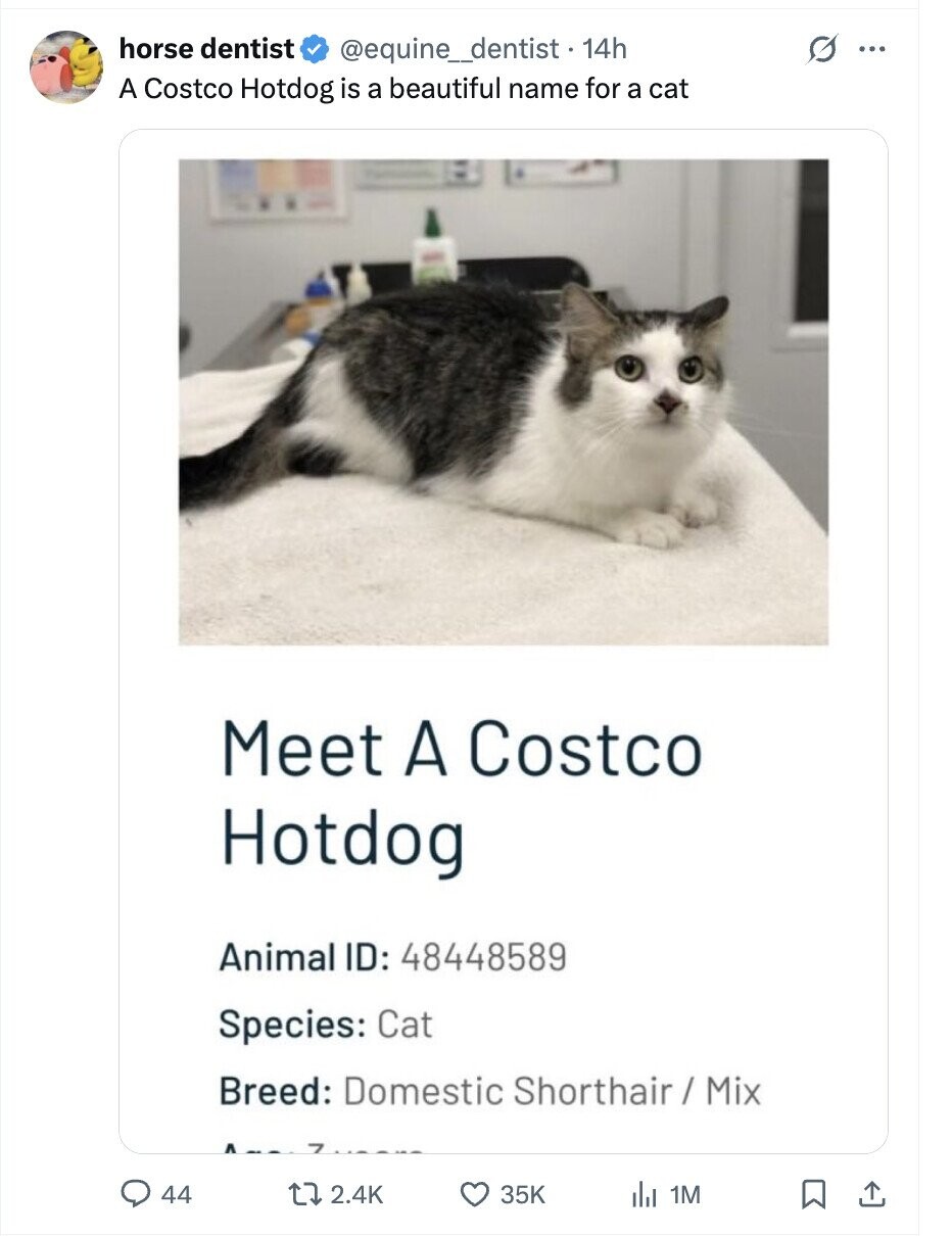 horse dentist @equine_dentist • 1 14h O ... A Costco Hotdog is a beautiful name for a cat Meet A Costco Hotdog Animal ID: 48448589 Species: Cat Breed: Domestic Shorthair / Mix 44 2.4K 35K 1M