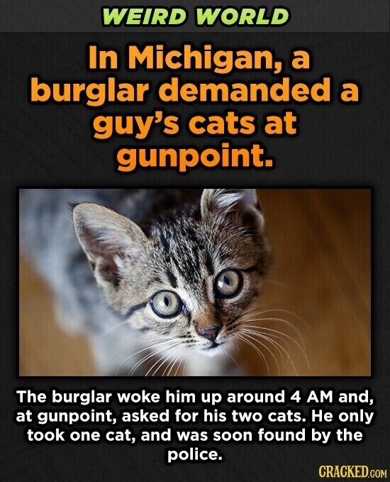 WEIRD WORLD In Michigan, a burglar demanded a guy's cats at gunpoint. The burglar woke him up around 4 AM and, at gunpoint, asked for his two cats. Не only took one cat, and was soon found by the police. CRACKED.COM