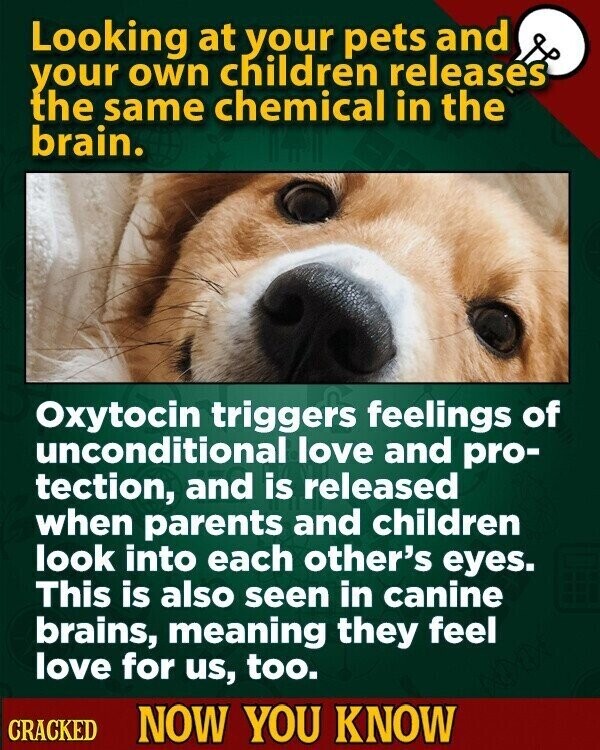 Looking at your pets and your own children releases the same chemical in the brain. Oxytocin triggers feelings of unconditional love and pro- tection, and is released when parents and children look into each other's eyes. This is also seen in canine brains, meaning they feel love for us, too. CRACKED NOW YOU KNOW