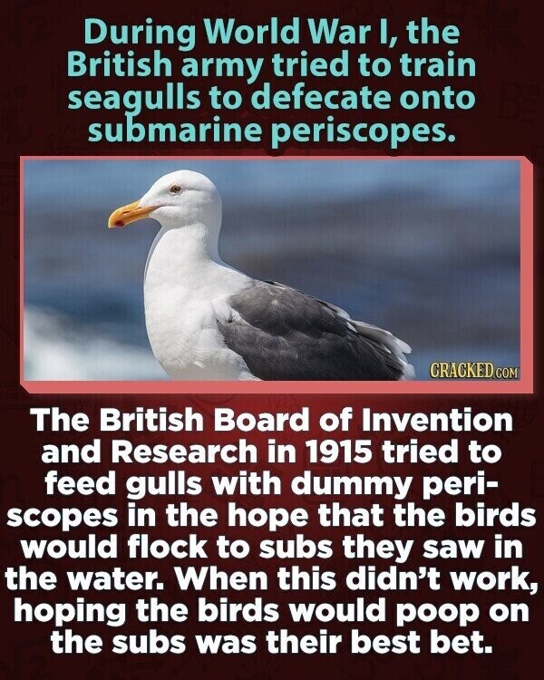 During World War I, the British army tried to train seagulls to defecate onto submarine periscopes. CRACKED COM The British Board of Invention and Research in 1915 tried to feed gulls with dummy peri- scopes in the hope that the birds would flock to subs they saw in the water. When this didn't work, hoping the birds would poop on the subs was their best bet.