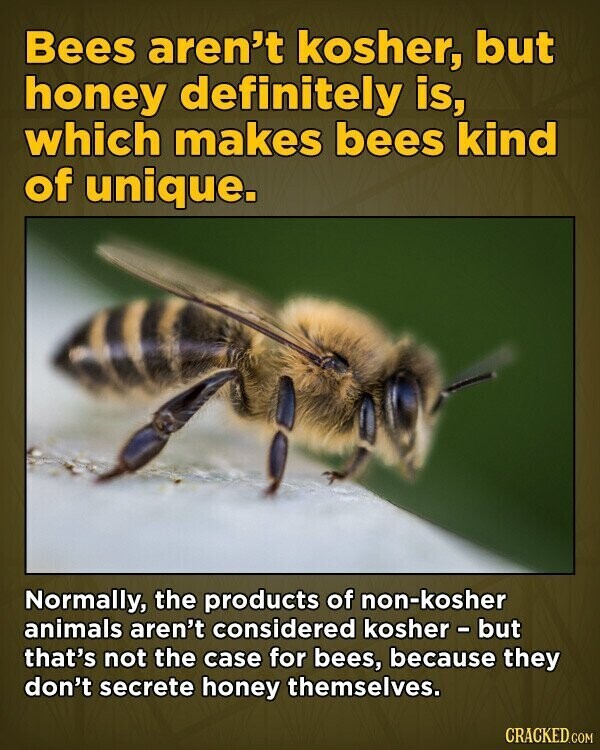 Bees aren't kosher, but honey definitely is, which makes bees kind of unique. Normally, the products of non-kosher animals aren't considered kosher - but that's not the case for bees, because they don't secrete honey themselves. CRACKED.COM