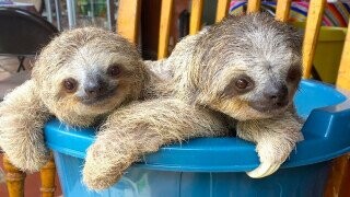 What’s the Deal with Sloths? 15 Facts about Our Favorite Slow Jam