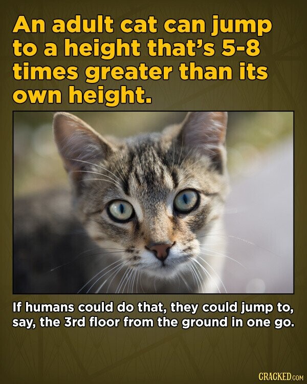 An adult cat can jump to a height that's 5-8 times greater than its own height. If humans could do that, they could jump to, say, the 3rd floor from the ground in one go. CRACKED.COM