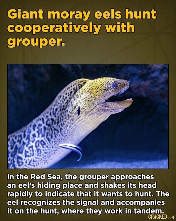 Giant moray eels hunt cooperatively with grouper. In the Red Sea, the grouper approaches an eel's hiding place and shakes its head rapidly to indicate that it wants to hunt. The eel recognizes the signal and accompanies it on the hunt, where they work in tandem. CRACKED.COM