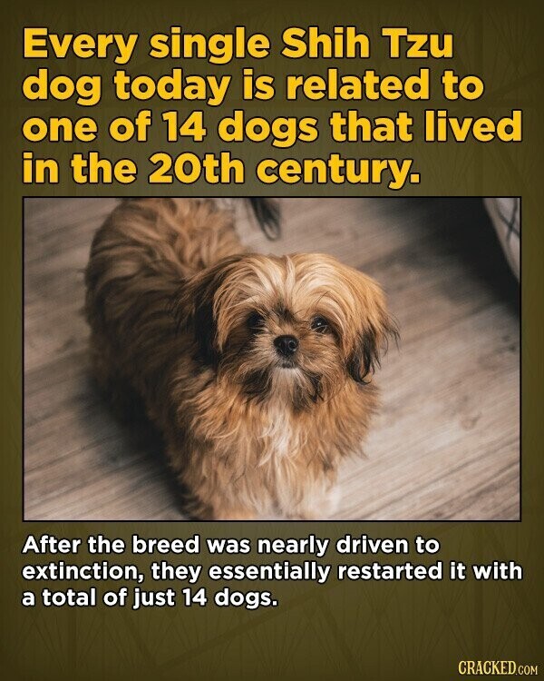 Every single Shih Tzu dog today is related to one of 14 dogs that lived in the 20th century. After the breed was nearly driven to extinction, they essentially restarted it with a total of just 14 dogs. CRACKED.COM