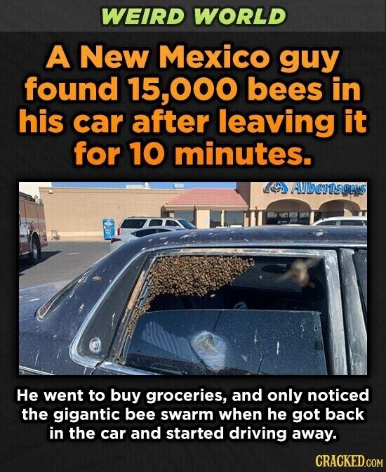 WEIRD WORLD A New Mexico guy found 15,000 bees in his car after leaving it for 10 minutes. Albertsons Не went to buy groceries, and only noticed the gigantic bee swarm when he got back in the car and started driving away. CRACKED.COM