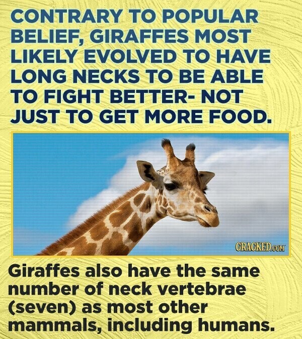CONTRARY TO POPULAR BELIEF, GIRAFFES MOST LIKELY EVOLVED TO HAVE LONG NECKS TO BE ABLE TO FIGHT BETTER- NOT JUST TO GET MORE FOOD. CRACKED.COM Giraffes also have the same number of neck vertebrae (seven) as most other mammals, including humans.