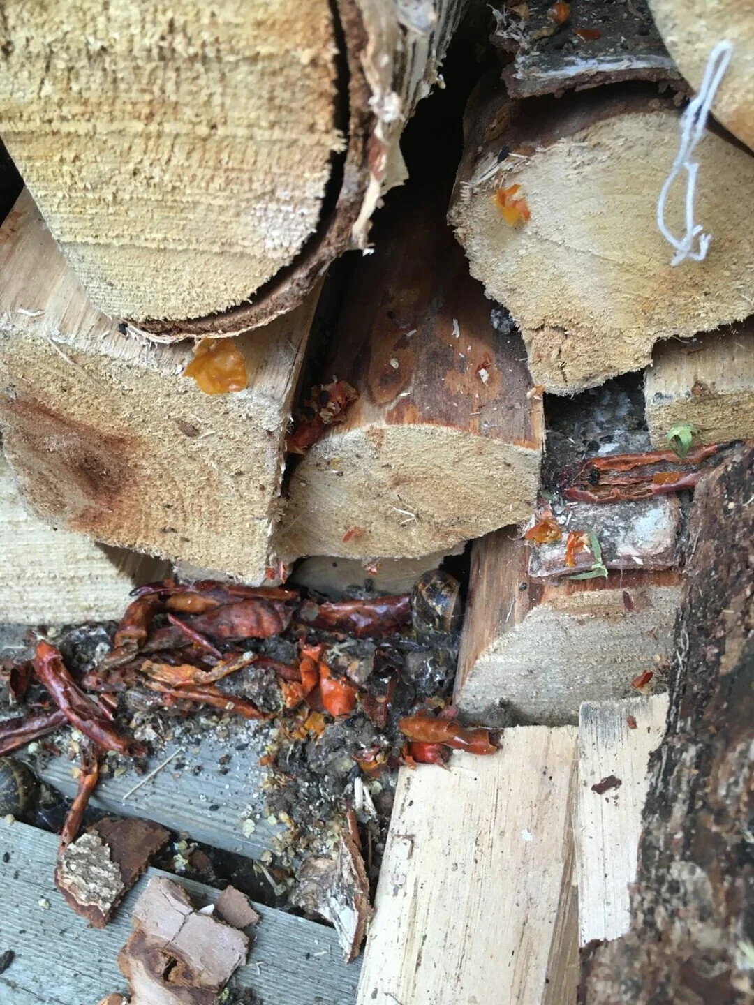 Uncomfortable Pics of Things We'd Rather Not Run Into