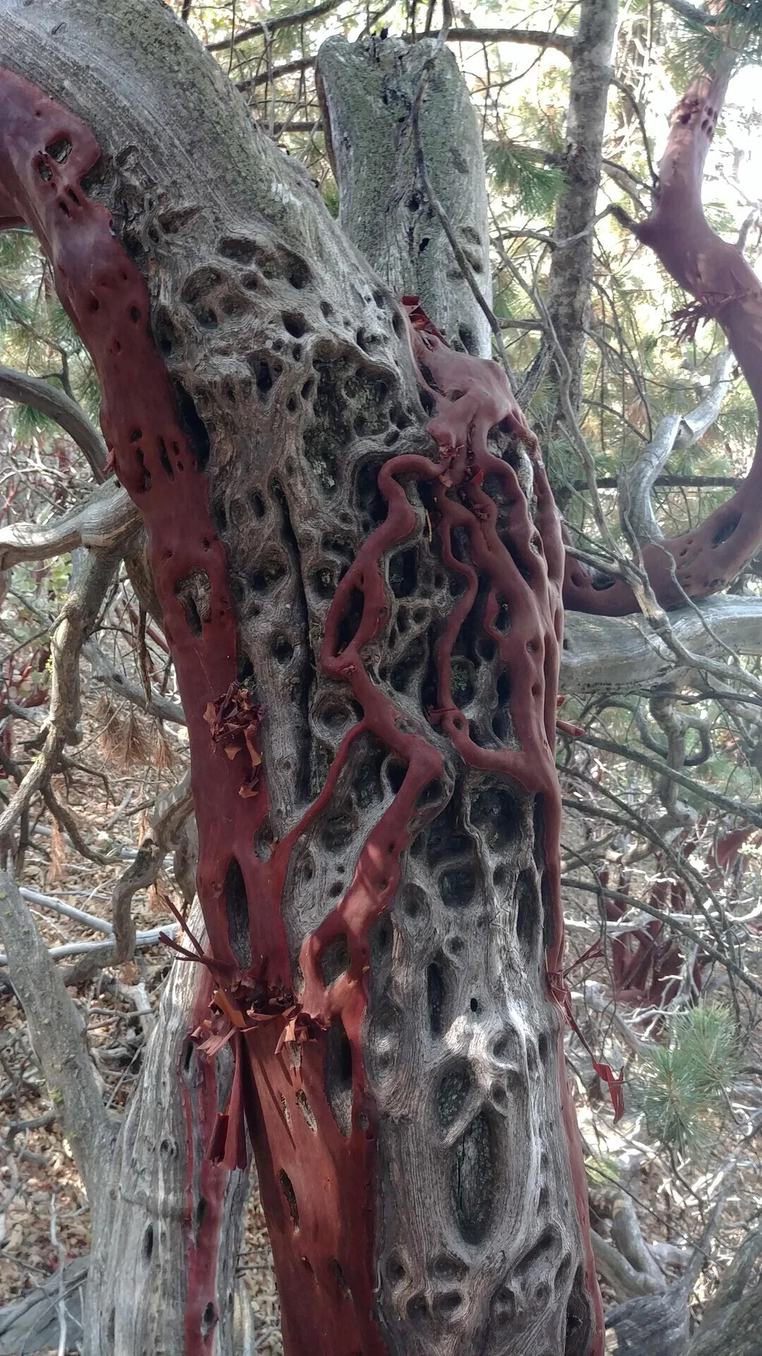 Uncomfortable Pics of Things We'd Rather Not Run Into