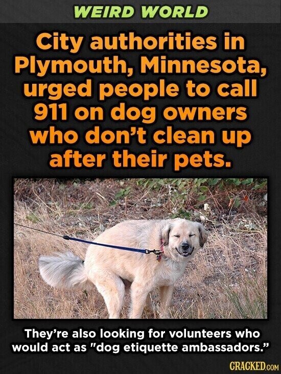 WEIRD WORLD City authorities in Plymouth, Minnesota, urged people to call 911 on dog owners who don't clean up after their pets. They're also looking for volunteers who would act as dog etiquette ambassadors. CRACKED.COM