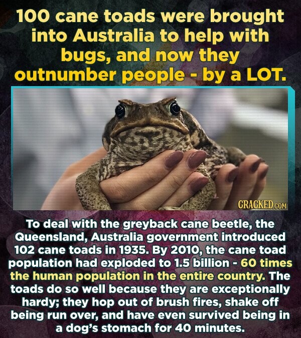 100 cane toads were brought into Australia to help with bugs, and now they outnumber people - by a LOT. CRACKED.COM To deal with the greyback cane beetle, the Queensland, Australia government introduced 102 cane toads in 1935. By 2010, the cane toad population had exploded to 1.5 billion 60 times the human population in the entire country. The toads do so well because they are exceptionally hardy; they hop out of brush fires, shake off being run over, and have even survived being in a dog's stomach for 40 minutes.