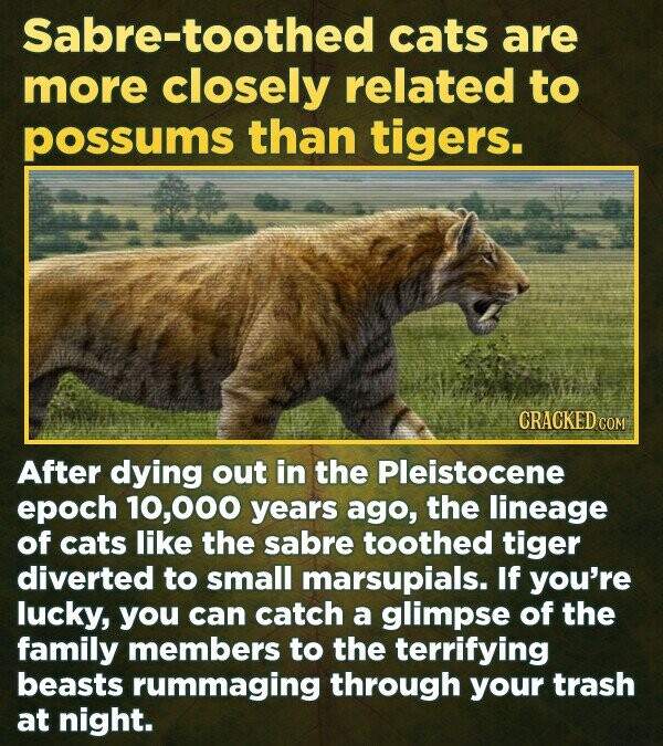 Sabre-toothed cats are more closely related to possums than tigers. CRACKED.COM After dying out in the Pleistocene epoch 10,000 years ago, the lineage of cats like the sabre toothed tiger diverted to small marsupials. If you're lucky, you can catch a glimpse of the family members to the terrifying beasts rummaging through your trash at night.