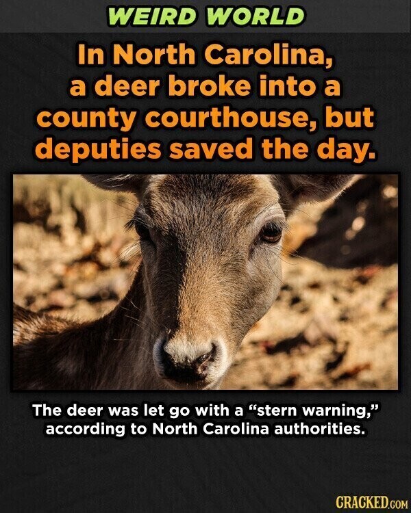 WEIRD WORLD In North Carolina, a deer broke into a county courthouse, but deputies saved the day. The deer was let go with a stern warning, according to North Carolina authorities. CRACKED.GOM