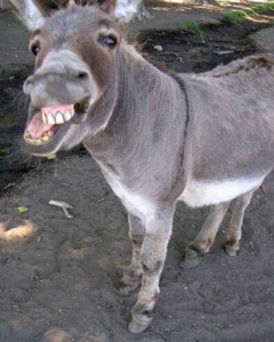 Failed Criminals Who Didn't Think Their Plans Through