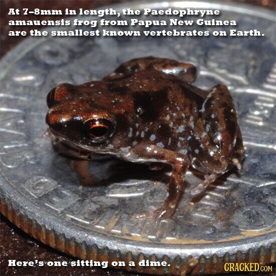 At 7-8mm in length, the Paedophryne amauensis frog from Papua New Guinea are the smallest known vertebrates on Earth. Here's one sitting on a dime. CRACKED.COM
