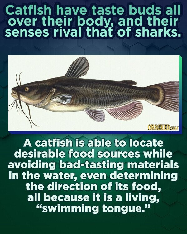 Catfish have taste buds all over their body, and their senses rival that of sharks. GRAGKED.COM A catfish is able to locate desirable food sources while avoiding bad-tasting materials in the water, even determining the direction of its food, all because it is a living, swimming tongue.