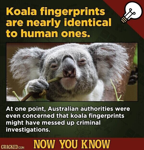 Koala fingerprints are nearly identical to human ones. At one point, Australian authorities were even concerned that koala fingerprints might have messed up criminal investigations. NOW YOU KNOW CRACKED.COM