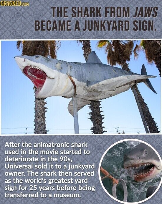 CRACKED.COM THE SHARK FROM JAWS BECAME A JUNKYARD SIGN. After the animatronic shark used in the movie started to deteriorate in the 90s, Universal sold it to a junkyard owner. The shark then served as the world's greatest yard sign for 25 years before being transferred to a museum.