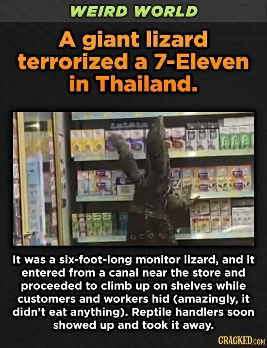 WEIRD WORLD A giant lizard terrorized a 7-Eleven in Thailand. It was a six-foot-long monitor lizard, and it entered from a canal near the store and proceeded to climb up on shelves while customers and workers hid (amazingly, it didn't eat anything). Reptile handlers soon showed up and took it away. CRACKED.COM