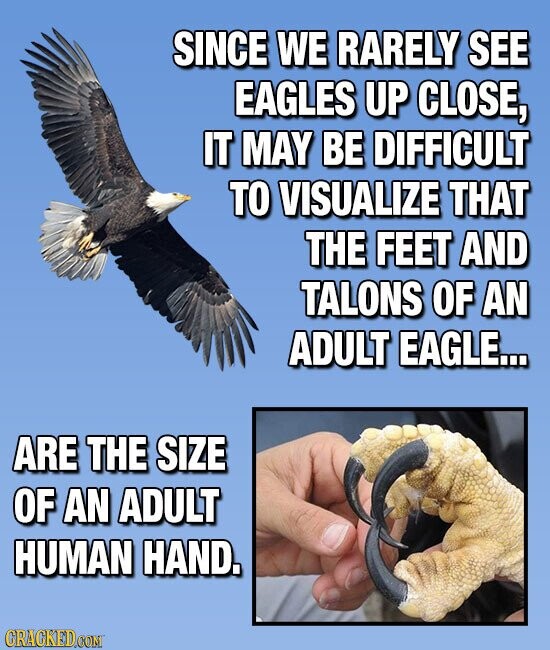 SINCE WE RARELY SEE EAGLES UP CLOSE, IT MAY BE DIFFICULT TO VISUALIZE THAT THE FEET AND TALONS OF AN ADULT EAGLE... ARE THE SIZE OF AN ADULT HUMAN HAND. CRACKED.COM