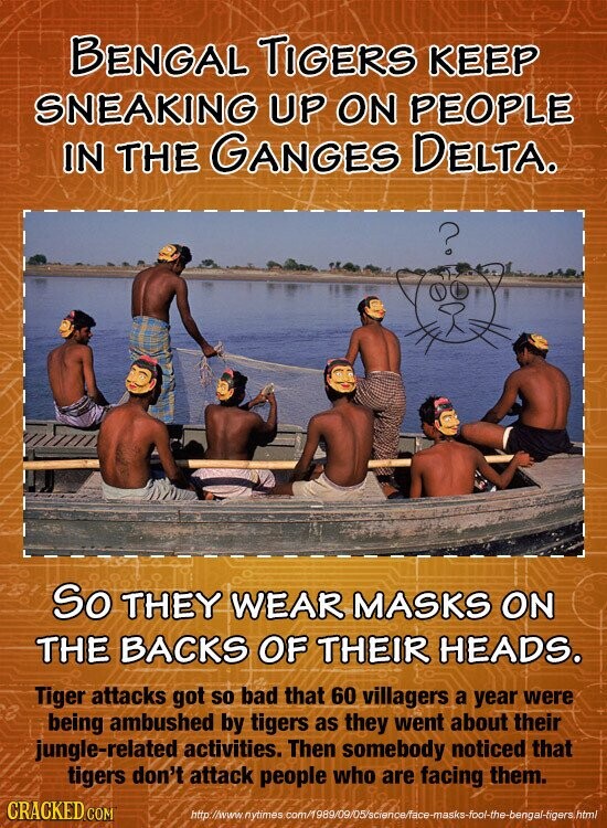 BENGAL TIGERS KEEP SNEAKING UP ON PEOPLE IN THE GANGES DELTA. ? So THEY WEAR MASKS ON THE BACKS OF THEIR HEADS. Tiger attacks got so bad that 60 villagers a year were e being ambushed by tigers as they went about their jungle-related activities. Then somebody noticed that tigers don't attack people who are facing them. CRACKED COM http //www nytimes com/1989/09/05/science/face-masks-foo-the-bengal-tigers.html