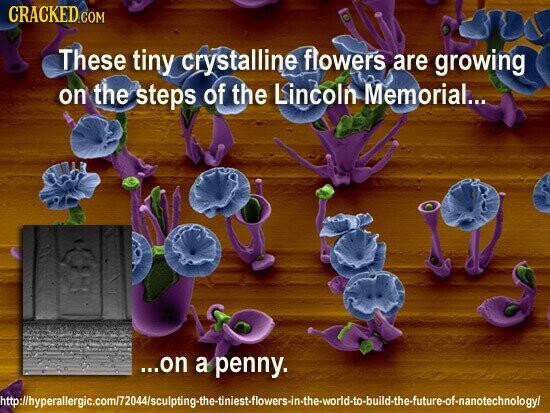 CRACKED.COM These tiny crystalline flowers are growing on the steps of the Lincoln Memorial... ...on a penny. http://hyperallergic.com/72044/sculpting-the-tiniest-flowers-in-the-world-to-build-the-future-of-nanotechnologyl