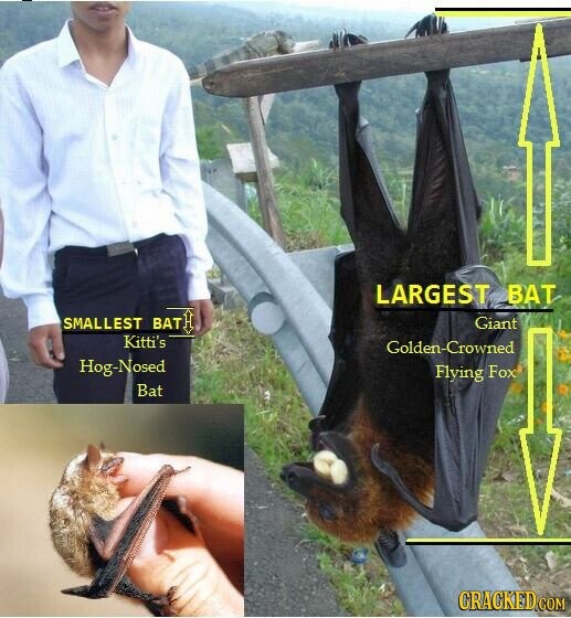 LARGEST BAT SMALLEST BAT Giant Kitti's Golden-Crowned Hog-Nosed Flying Fox Bat CRACKED COM