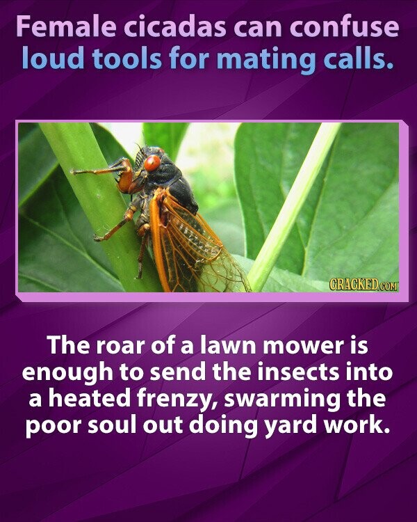 Female cicadas can confuse loud tools for mating calls. CRACKED.COM The roar of a lawn mower is enough to send the insects into a heated frenzy, swarming the poor soul out doing yard work.