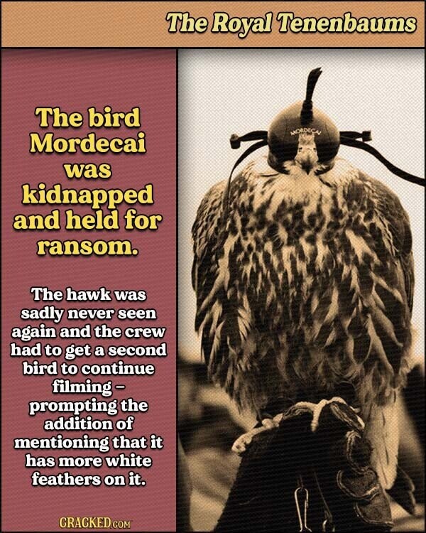 The Royal Tenenbaums The bird MORDEÇA Mordecai was kidnapped and held for ransom. The hawk was sadly never seen again and the crew had to get a second bird to continue filming - prompting the addition of mentioning that it has more white feathers on it. CRACKED.COM