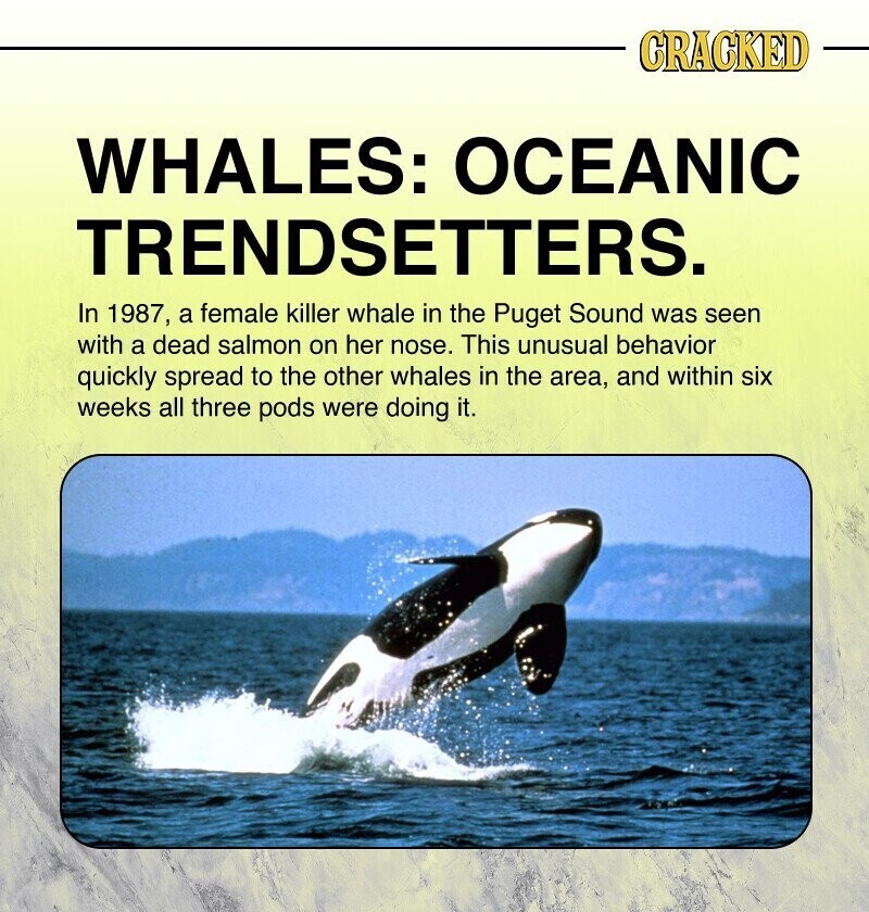 CRACKED WHALES: OCEANIC TRENDSETTERS. In 1987, a female killer whale in the Puget Sound was seen with a dead salmon on her nose. This unusual behavior quickly spread to the other whales in the area, and within six weeks all three pods were doing it.